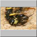 Cerceris rybyensis - Knotenwespe 32 mit Lasioglossum sexstrigatum - Furchenbiene.jpg